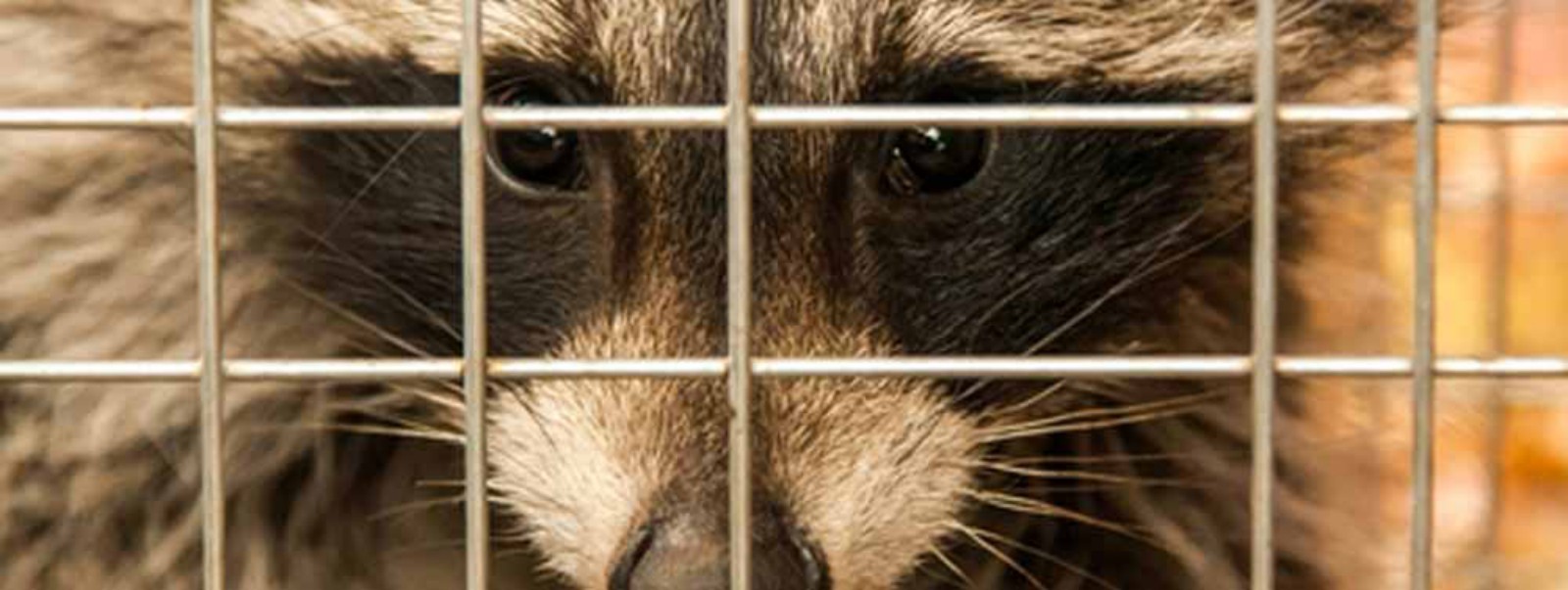 Al's Raccoons Capture and Relocation