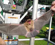 Al's Bat Capture, Bat Relocations,Catching Bat
