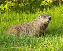 Al's Beaver Capture, Beaver Relocations,Catching Beavers